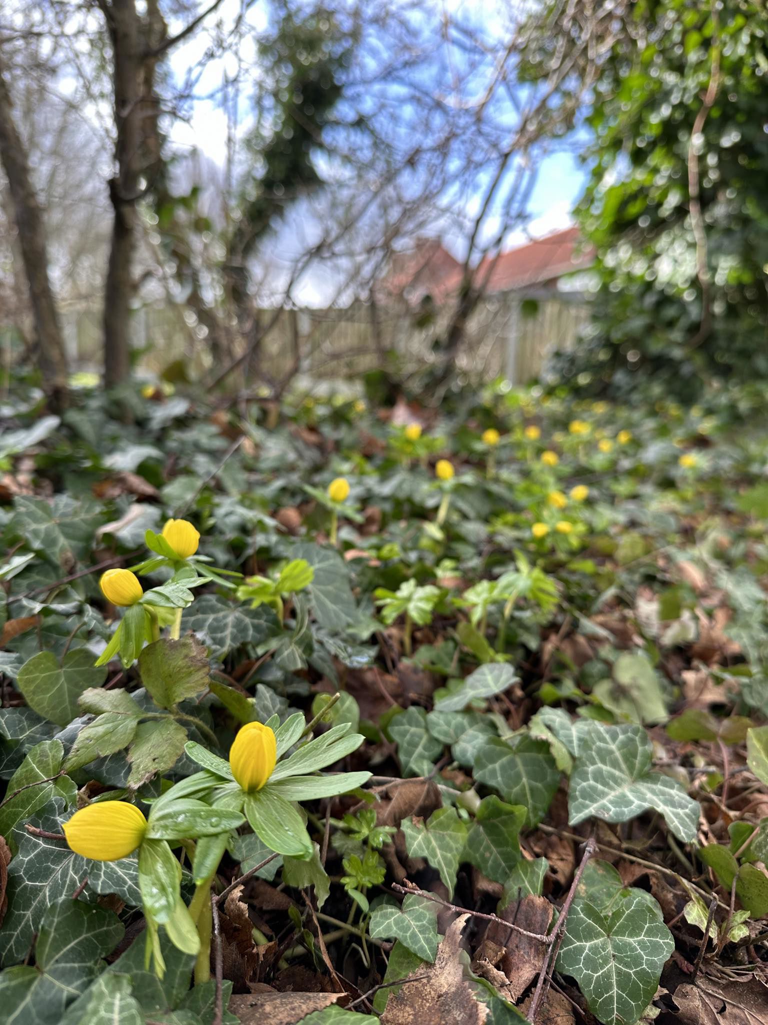 På billedet ses erantis som et symbol på, at dedikeret og skræddersyet støtte giver håb